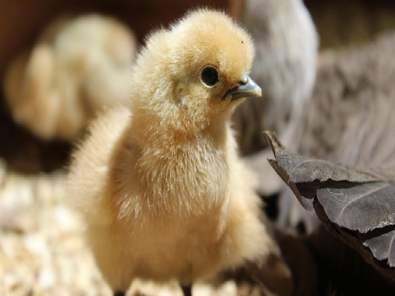 试管成功的后果(试管婴儿是a在试管中长大点音儿)