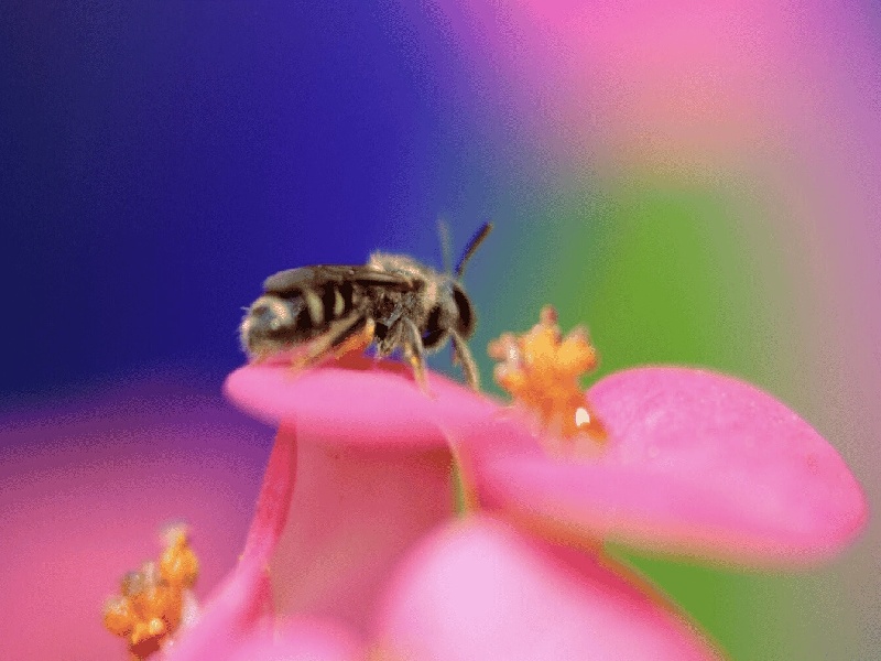 amh低 试管几率(小试管的材料)